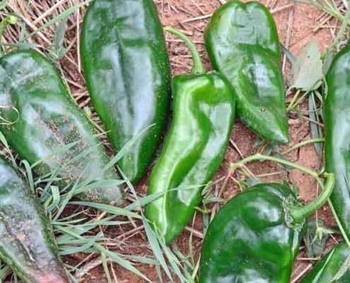 Roasting Peppers
