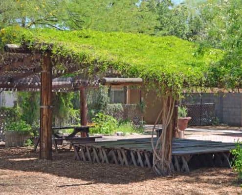 Living shade structure