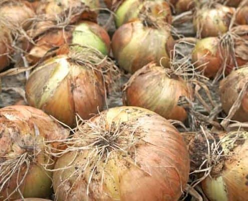 Onions Drying