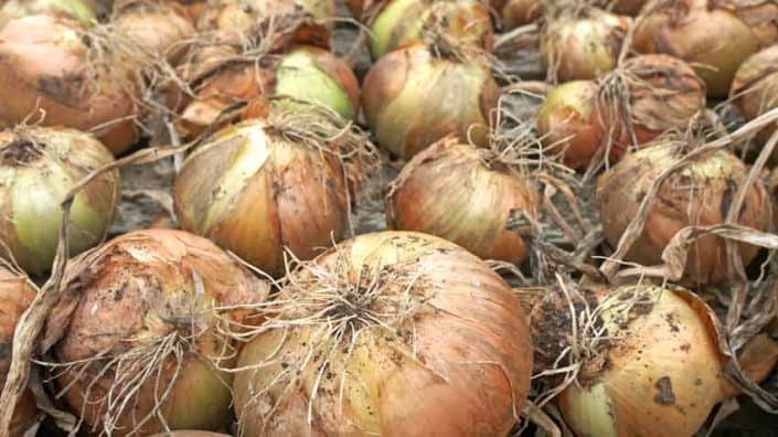 Onions Drying Onions Drying