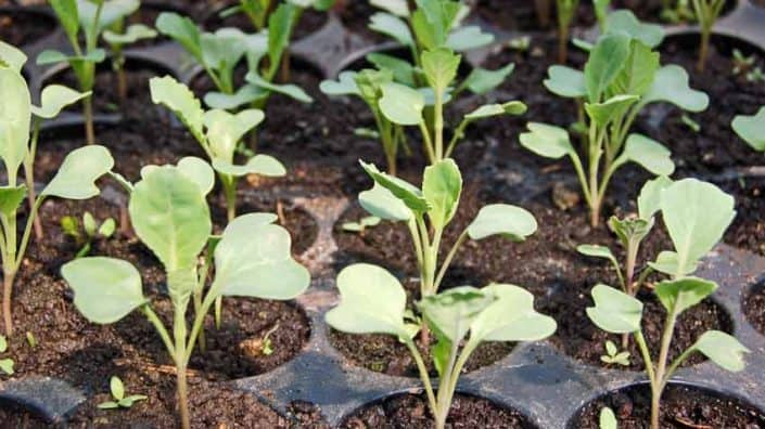 Seedlings Seedlings