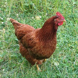 Spring Chicken Spring Chicken