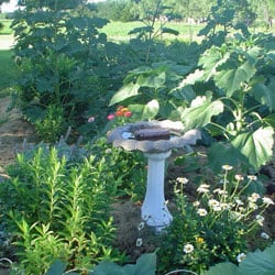 Linda's Garden, NE Linda's Garden, NE