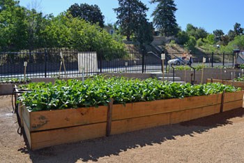 Raised Bed Radishes Raised Bed Radishes