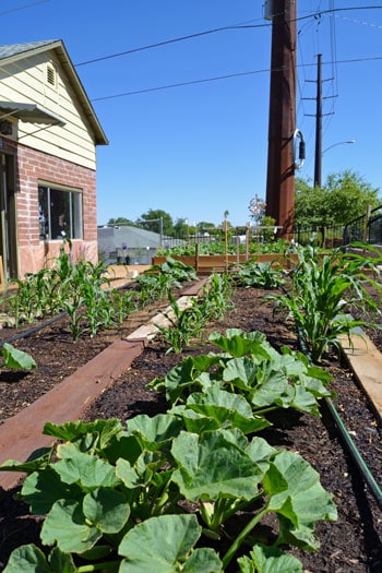 Raised Bed Squash Raised Bed Squash