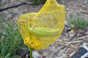 Growing Milkweed for the Monarch Butterfly