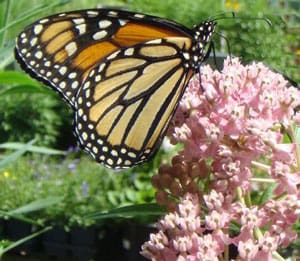 Monarch Butterfly on Milkweed Monarch Butterfly on Milkweed
