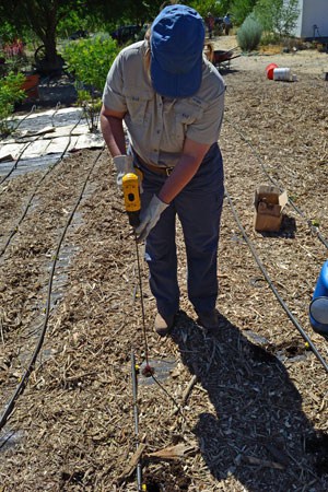 Drilling Holes for Milkweed Plugs Drilling Holes for Milkweed Plugs