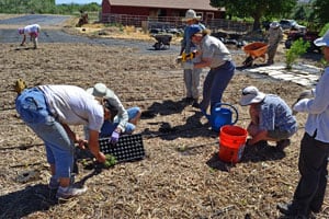 Planting Milkweed is a Team Effort Planting Milkweed is a Team Effort