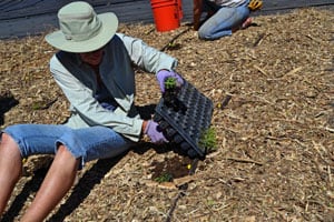 Planting Milkweed Plugs Planting Milkweed Plugs