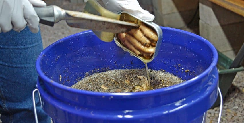 Adding Sardines