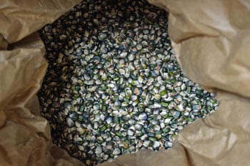 First Peek of Oaxan Green Dent Corn First Peek of Oaxan Green Dent Corn
