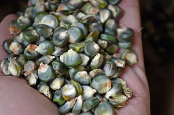 Oaxan Green Dent Corn Oaxan Green Dent Corn