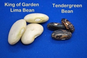 Bean