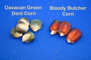 Corn