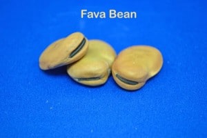 Fava-Bean