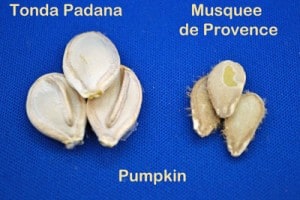 Pumpkin