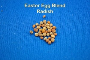 Round Radish Seed