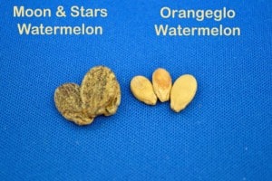 Watermelon Seeds
