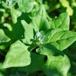 New Zealand Spinach