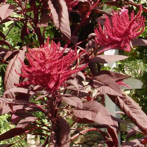 Amaranth