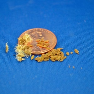 Raw and Cleaned Carrot Seed