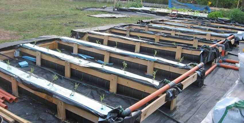 Saline Aquaponics Tomato Trials