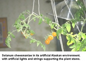Wild Galapagos Tomato - Anchorage, AK