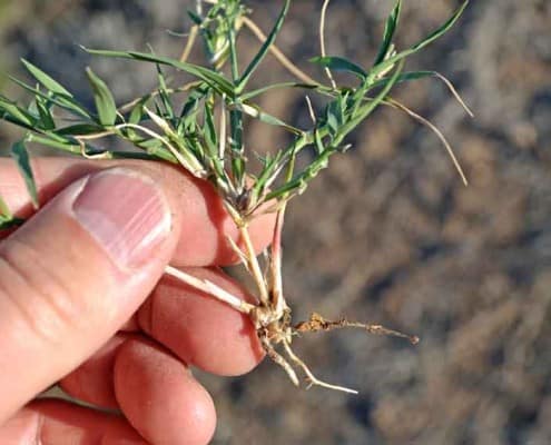 Bermuda Grass Rhizomes