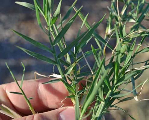 Bermuda Grass Stolons