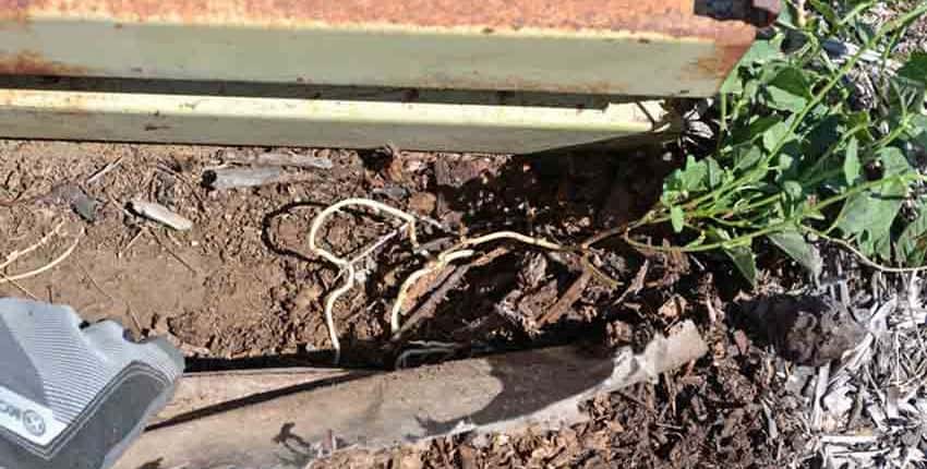 Bindweed Lateral Roots