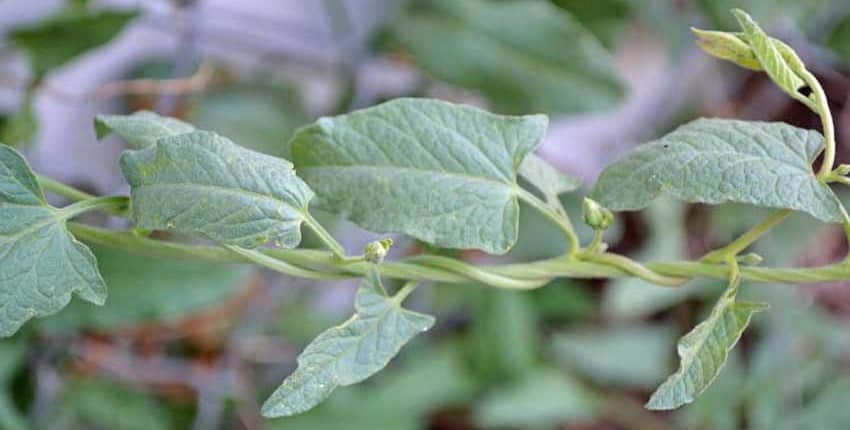 Bindweed Wrapped Around Morning Glory
