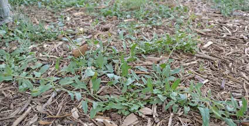 Invading Bindweed