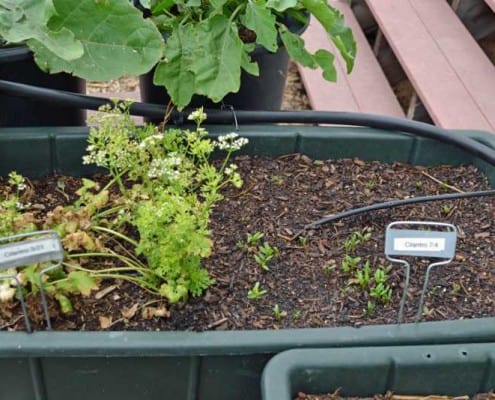 Cilantro Succession Plantin