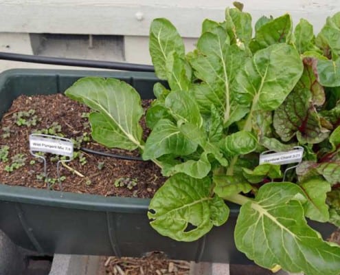 Swiss Chard Succession-Plan