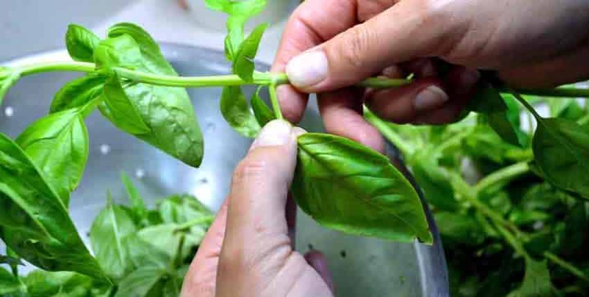 Harvesting Basil Leaves