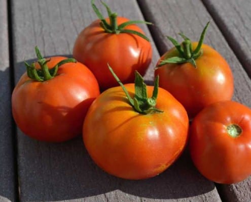 Box Car Willie Tomato