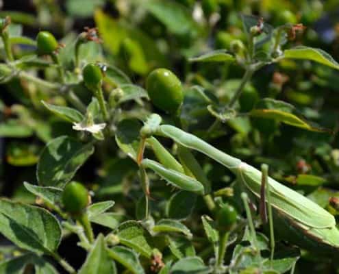 Preying Mantis in Garden