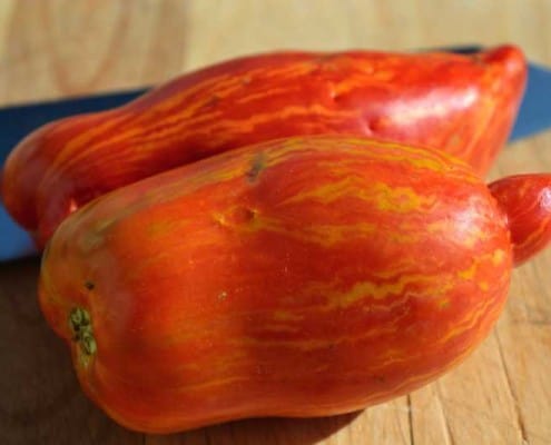 Speckled Roman Tomato