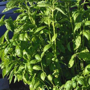 Genovese Basil