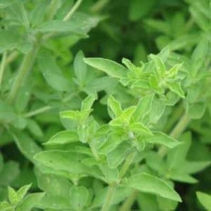 True Greek Oregano