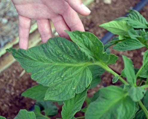 Potato Leaf Tomato 