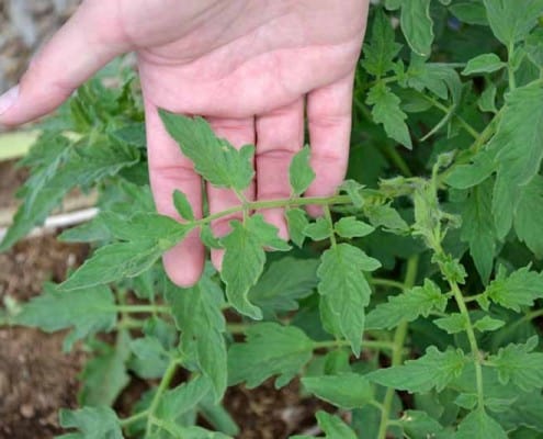 Regular Tomato Leaves