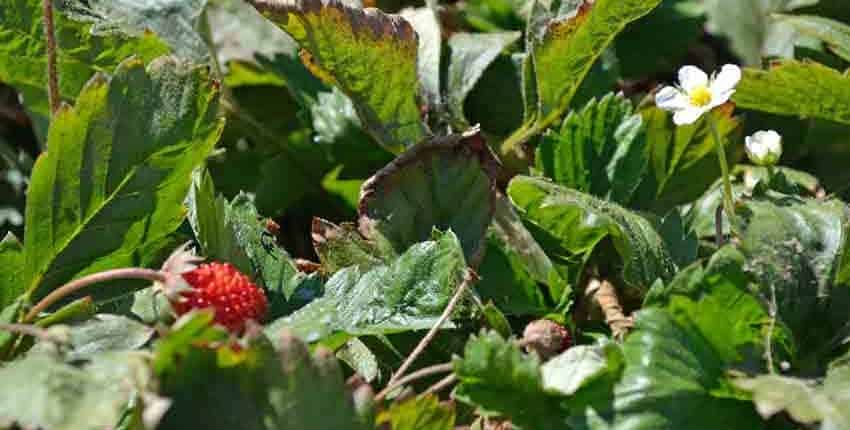 Alpine Strawberry with Flower