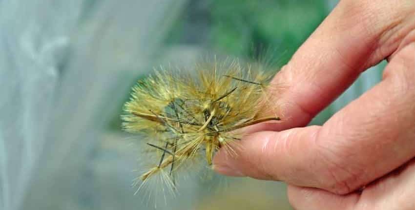 Papalo Seed
