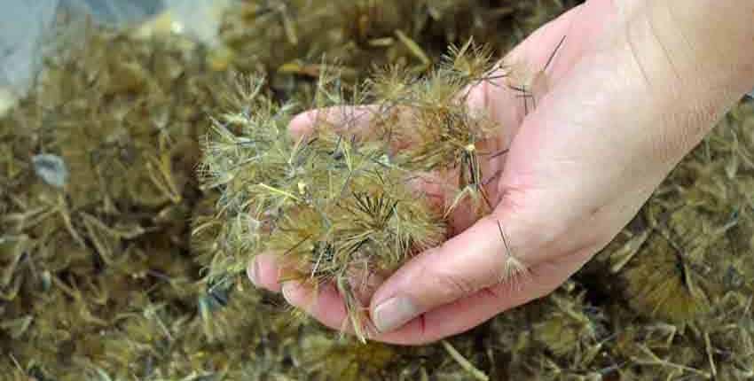 Handful of Papalo Seed
