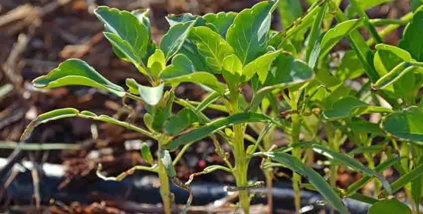 Papalo Seedling