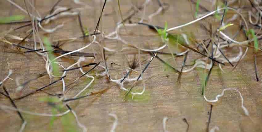 Papalo Sprouts