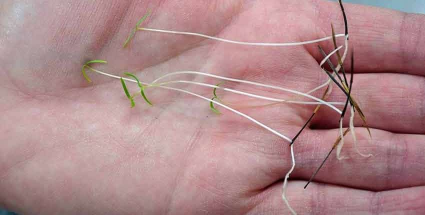 Papalo Sprouts