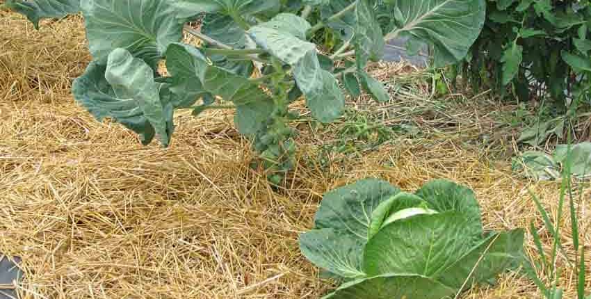 Intercrop Planting